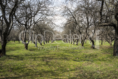 Apple garden in Kolomenskoe park, oskow, Russia.