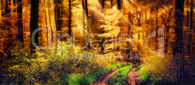 Schöner Wald im Herbst, Lichtstrahlen fallen auf einen Waldweg