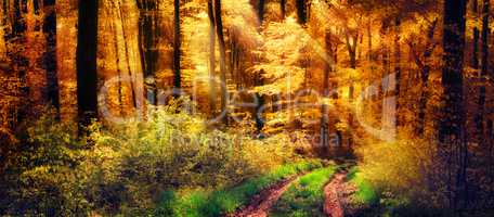 Schöner Wald im Herbst, Lichtstrahlen fallen auf einen Waldweg