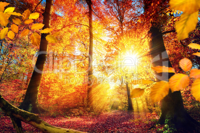Malerischer Herbst im Wald mit viel Sonne und lebendigen Farben
