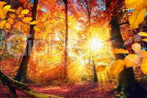 Malerischer Herbst im Wald mit viel Sonne und lebendigen Farben