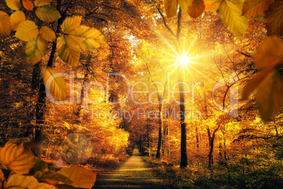 Goldener Herbst mit viel Sonne im Wald lädt zu einem Spaziergan