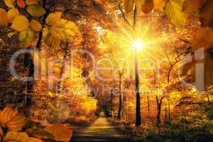 Goldener Herbst mit viel Sonne im Wald lädt zu einem Spaziergan
