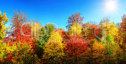 Bunte Bäume im Herbst bei Sonne und strahlend blauem Himmel