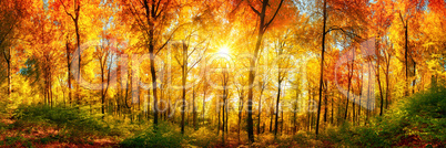 Wald Panorama mit Sonne an einem schönen Tag im Herbst