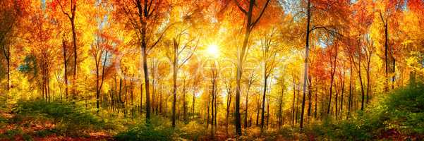 Wald Panorama mit Sonne an einem schönen Tag im Herbst