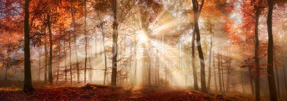 Besondere Lichtstimmung in einem nebligen Wald im Herbst, Panora