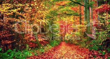Bunter Wald im Herbst lädt zu einem Spaziergang ein
