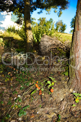 Wald mit Wiesenblick