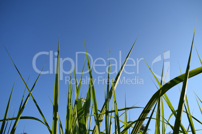 Gräser im Wind