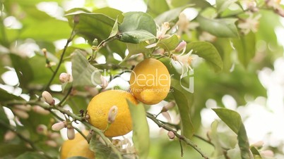 Natural lemon tree