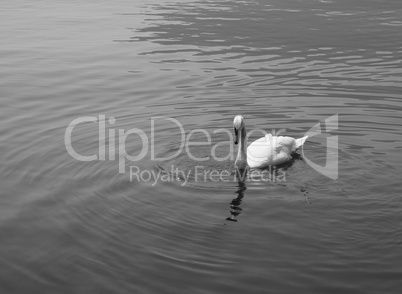 White Swan bird animal White Swan bird animal