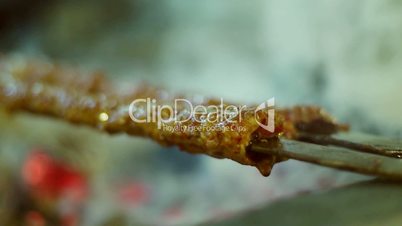 Barbecue grliling shish kebab, slow motion