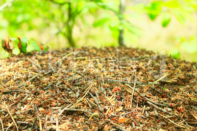 ant hill in the forest