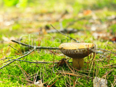 Beautiful mushroom of Boletus badius
