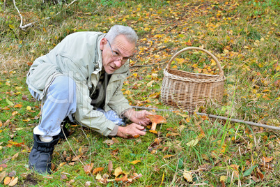 Old. vital man picking Saffron Milkcap mushroom