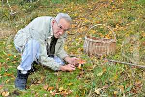 Old. vital man picking Saffron Milkcap mushroom