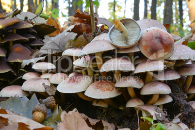 Brick tuft mushrooms close up