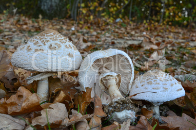 Three Macrolepiota excoriata mushrooms