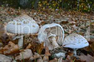 Three Macrolepiota excoriata mushrooms