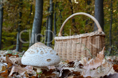 Macrolepiota and wicker basket