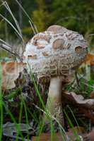 Young Macrolepiota mushroom