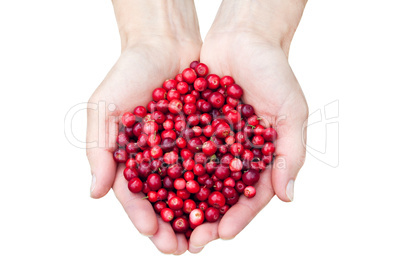 Hands holding lingonberries