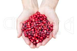 Hands holding lingonberries