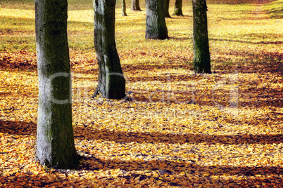 Tree trunks and yellow leaves at autumn