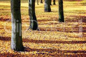 Tree trunks and yellow leaves at autumn