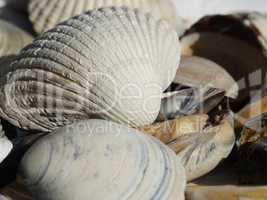 Muscheln an derNordsee