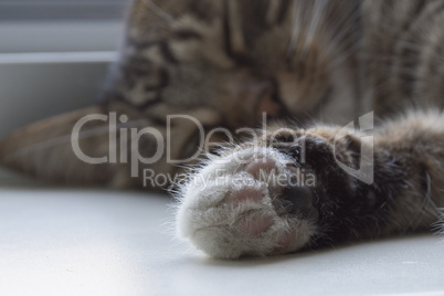 Furry cat paw closeup.