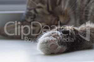 Furry cat paw closeup.