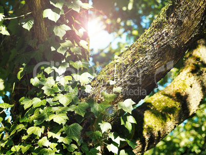 Detail of an old tree with ivy and moss