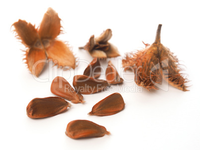 European beech nuts on white