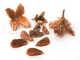 European beech nuts on white
