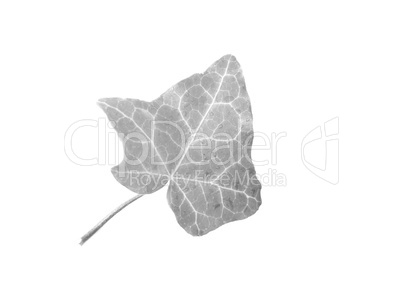 Ivy Hedera plant leaf in black and white