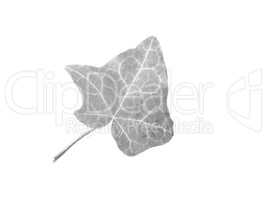 Ivy Hedera plant leaf in black and white