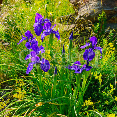 iris flowers on an alpine meadow