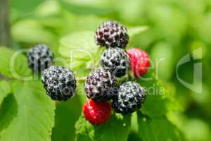 black raspberry fruits
