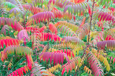 multicolored autumn leaves on the tree