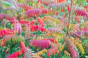 multicolored autumn leaves on the tree