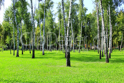 Beautiful birchwood in the August