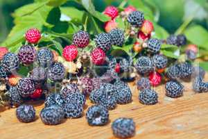 crop of black raspberry