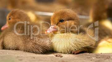 Musk duck ducklings