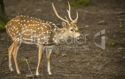 Axis deer buck profile image
