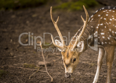 Axis deer male portrait