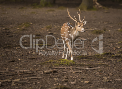 Chital young male in forest