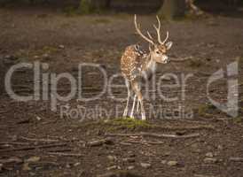 Chital young male in forest