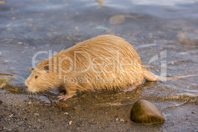 Close up image from side with a Coypu.